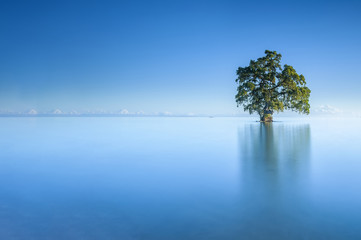 A single lonely tree in a blue sky morning in the Lahad Datu beach, Sabah Borneo Malaysia