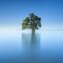 A Single Lonely Tree In A Blue Sky Morning In The Lahad Datu Beach, Sabah Borneo Malaysia