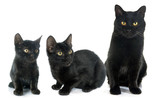Fototapeta Koty - three black cats