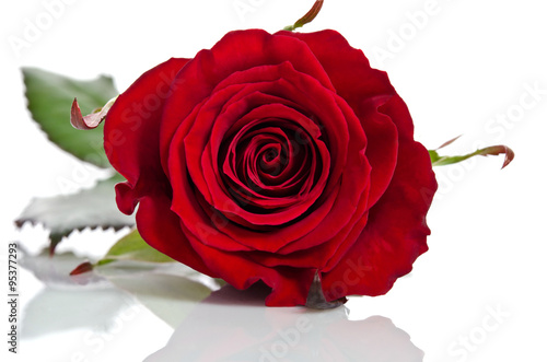 Obraz w ramie beautiful bud of red rose lying down on a white background