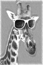 Portrait Of A Giraffe With Hipster Sunglasses. Illustration In Draw