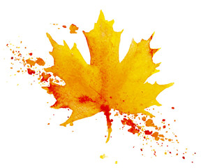 Autumn maple leaf