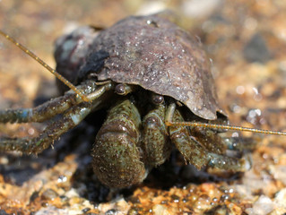 Sticker - Hairy Hermit Crab - Pagurus hirsutiusculus