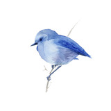 Watercolor blue  bird.