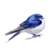 Watercolor Blue  Bird. Swarlow.