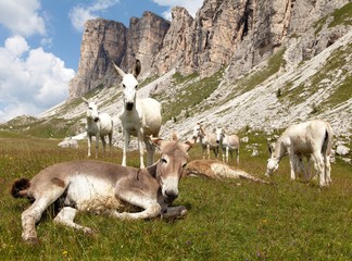 Canvas Print - Group of Donkey on mountain in Italien Dolomites