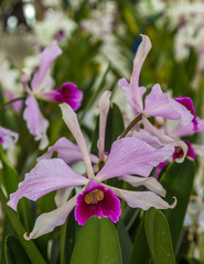 Canvas Print - Orquídea.