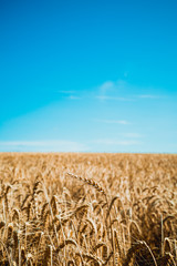 Wheat field and blue sky