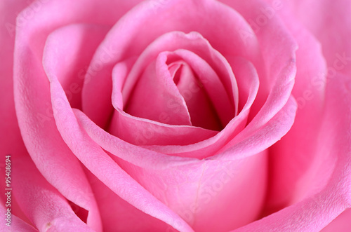 Fototapeta do kuchni Pink rose as a background