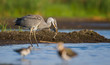 The Grey Heron and the Frog