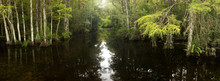 Panorama Of Cypress Forest And Creek Through Swamp In Florida's Everglades