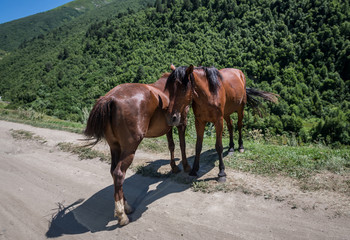 On the road to villages community called Ushguli in Upper Svanetia region, Georgia