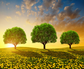 Wall Mural - trees on meadow with dandelions at sunset. spring landscape.