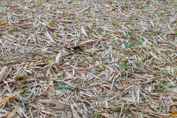 Dried bamboo leaves