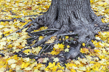 old tree trunk and roots covered with yellow maple leaves at autumn