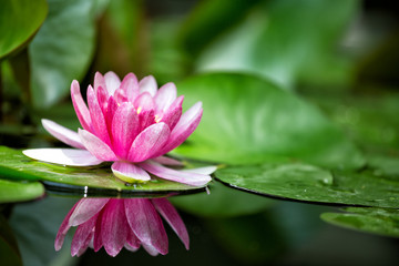 Pink water lily is beautifully reflected in lake water