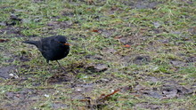 The Turdus Merula Picking Some Food On The Ground. The Common Blackbird Is A Species Of True Thrush. It Is Also Called Eurasian Blackbird Or Simply Blackbird 