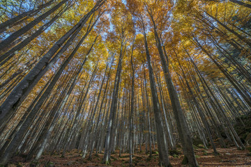 Sticker - autumnal forest with red and yellow foliage