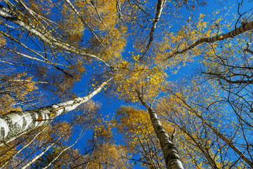 Sticker - autumnal forest and blue sky