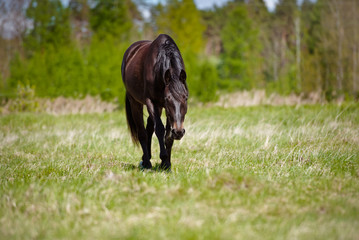 Poster - horse walking on a field