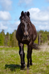 Wall Mural - horse walking on grass