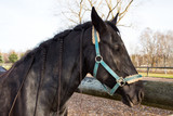 Fototapeta Konie - schwarzes Pferd mit geflochtener Mähne