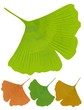 Isolated leaf of ginkgo biloba, medicinal tree with anti-oxidant effect. Tree color variants - green, yellow, orange