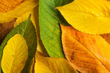 Wall Mural - autumn leaf composition.