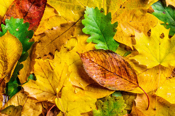 Wall Mural - autumn leaf composition.