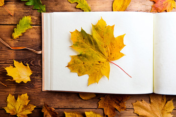 Wall Mural - autumn leaf composition.