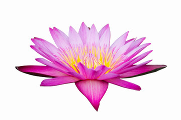 Wall Mural - beautiful lotus