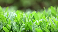 Detail Of Rain Falling Onto Green Plants In Summer