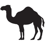 Fototapeta Konie - camel silhouette-vector