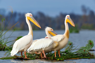 Wall Mural - Great white pelican