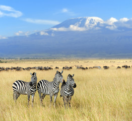 Wall Mural - Zebra on grassland in Africa