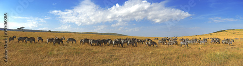 Fototapeta Zebras in a row walking in the savannah in Africa