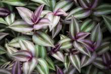 Background Made Of Wandering Jew Plant