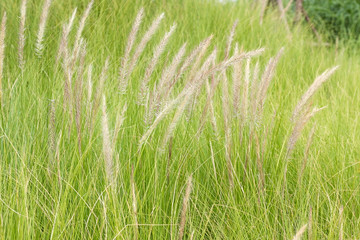 Canvas Print - Imperata cylindrica Beauv of Feather grass in nature