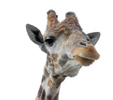 Fototapeta Zwierzęta - Giraffe head face