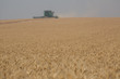 Ripe and Ready to Harvest Wheat / Beyond the ripe wheat is a combine threshing in the field