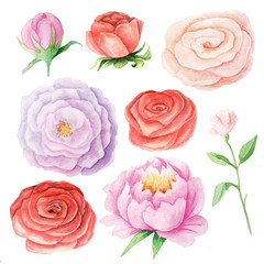 Wall Mural - Watercolor roses and leaves