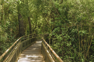  Bridge at Iguazu Park Argentinian Border