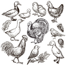 hand drawn set farm birds