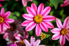 Pink Zinnia Flower.