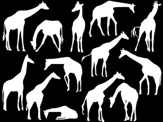 thirteen giraffes collection isolated on black