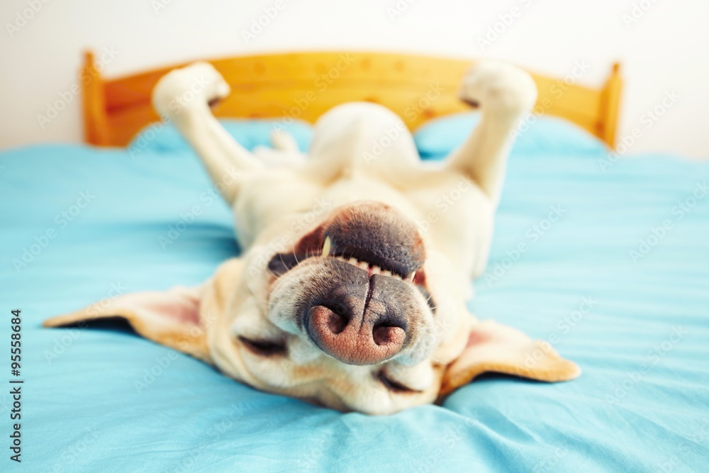 Dog is lying on the bed - obrazy, fototapety, plakaty 