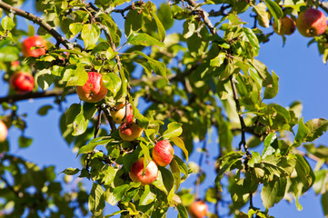 Wild apple tree with red apples