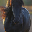 Portrait of the black Frisian horse in freedom