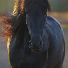 Wall Mural - portrait of the black frisian horse in freedom