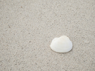 White shell on sand 1 - White shell on the Sand at the beach in the afternoon